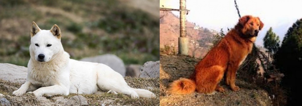 Himalayan Sheepdog vs Jindo - Breed Comparison