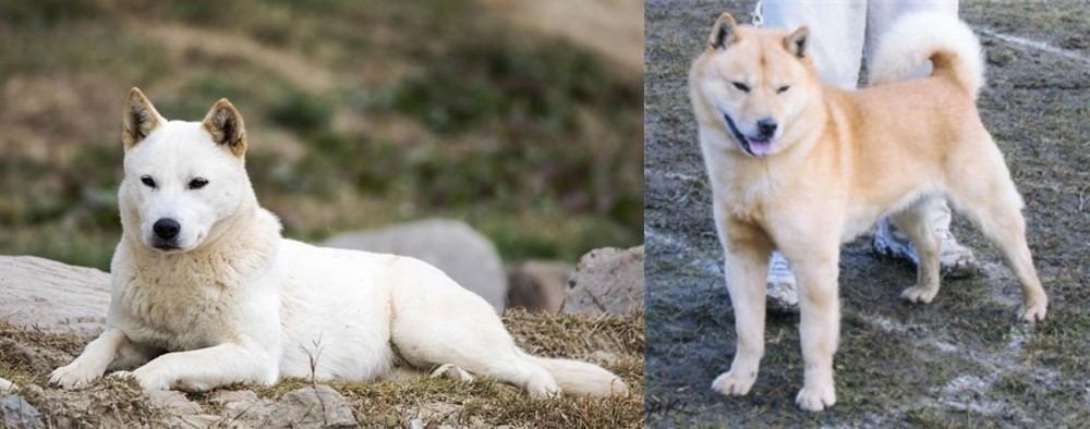 Hokkaido vs Jindo - Breed Comparison