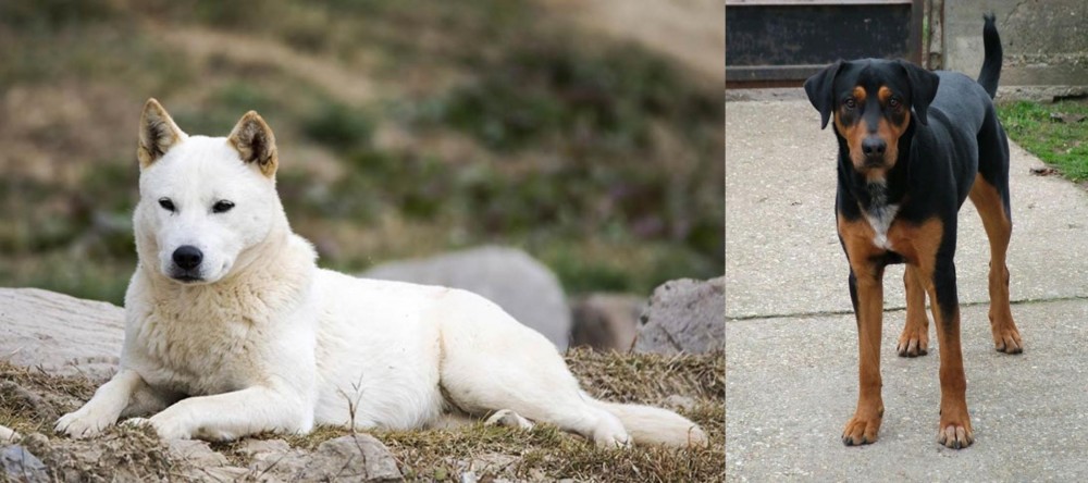 Hungarian Hound vs Jindo - Breed Comparison
