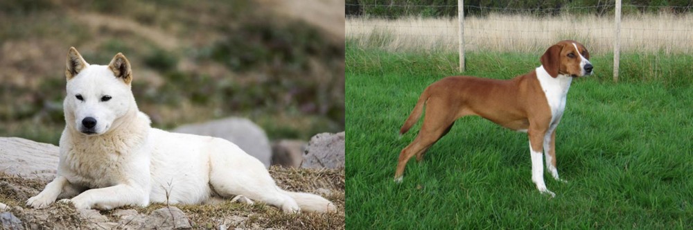Hygenhund vs Jindo - Breed Comparison