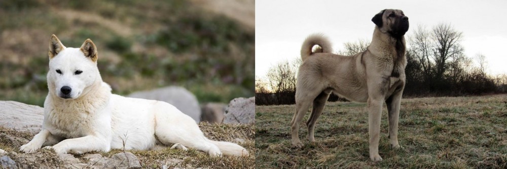 Kangal Dog vs Jindo - Breed Comparison