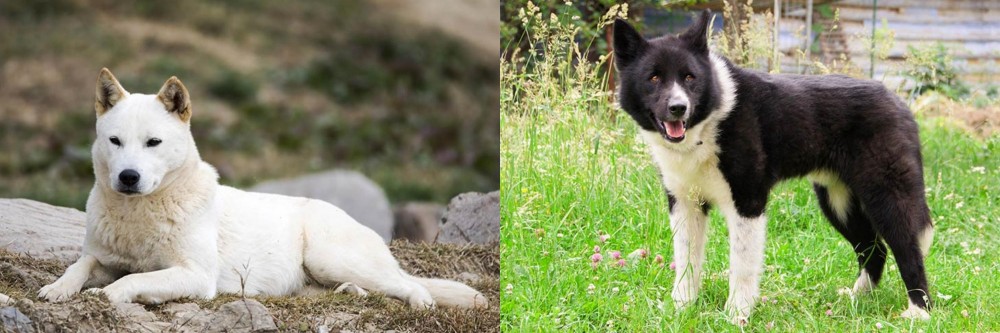 Karelian Bear Dog vs Jindo - Breed Comparison