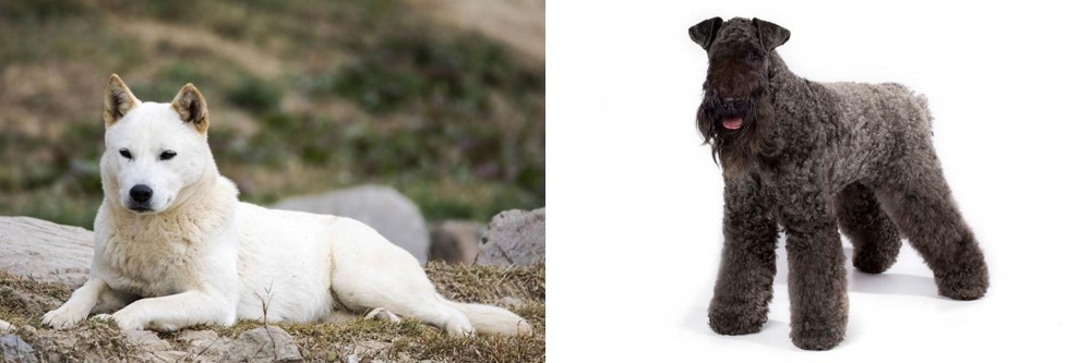 Kerry Blue Terrier vs Jindo - Breed Comparison