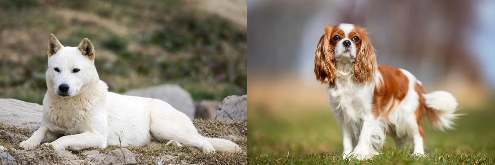 King Charles Spaniel vs Jindo - Breed Comparison