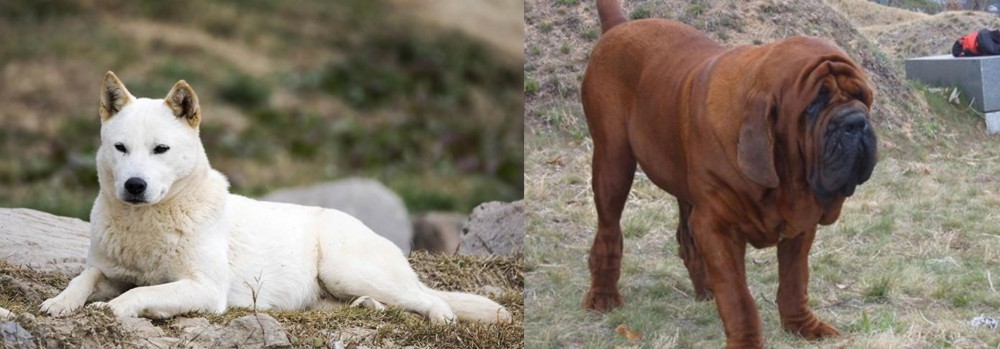Korean Mastiff vs Jindo - Breed Comparison