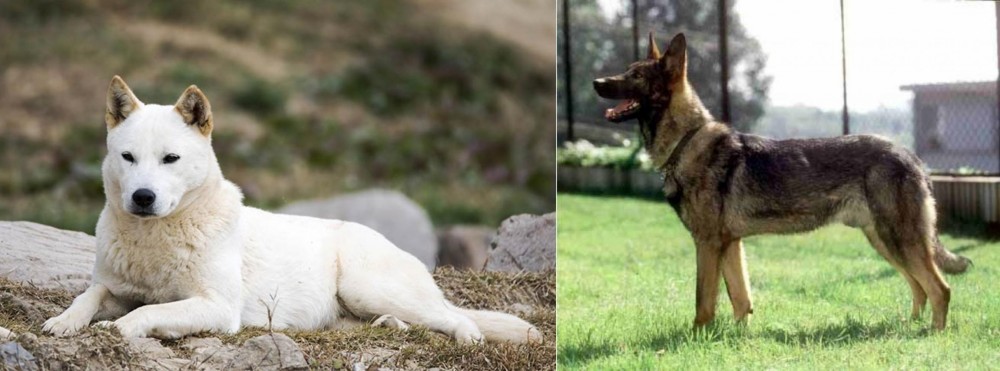 Kunming Dog vs Jindo - Breed Comparison