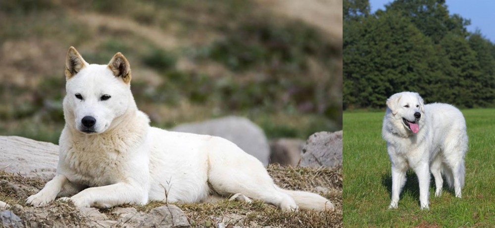 Kuvasz vs Jindo - Breed Comparison