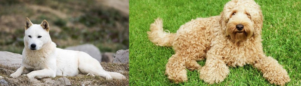 Labradoodle vs Jindo - Breed Comparison