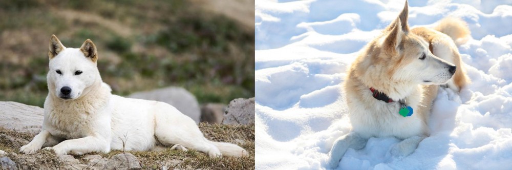Labrador Husky vs Jindo - Breed Comparison