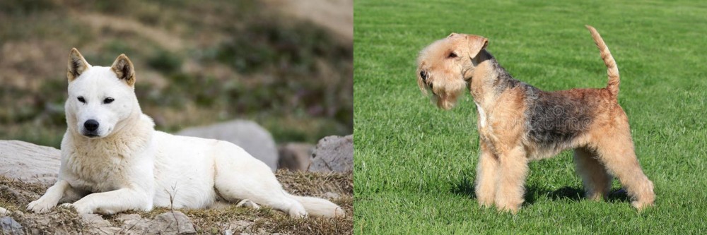 Lakeland Terrier vs Jindo - Breed Comparison