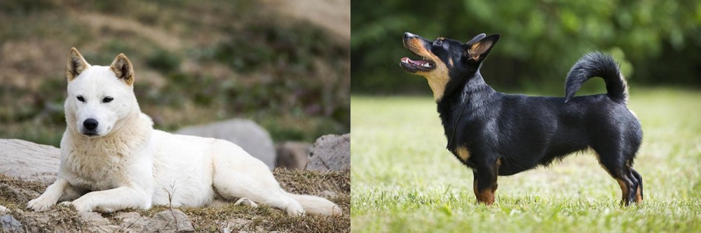 Lancashire Heeler vs Jindo - Breed Comparison