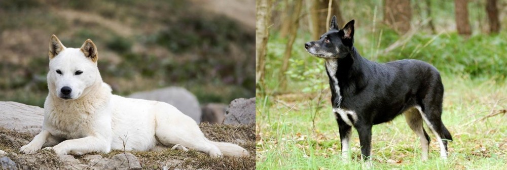 Lapponian Herder vs Jindo - Breed Comparison