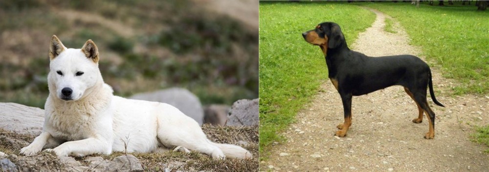 Latvian Hound vs Jindo - Breed Comparison
