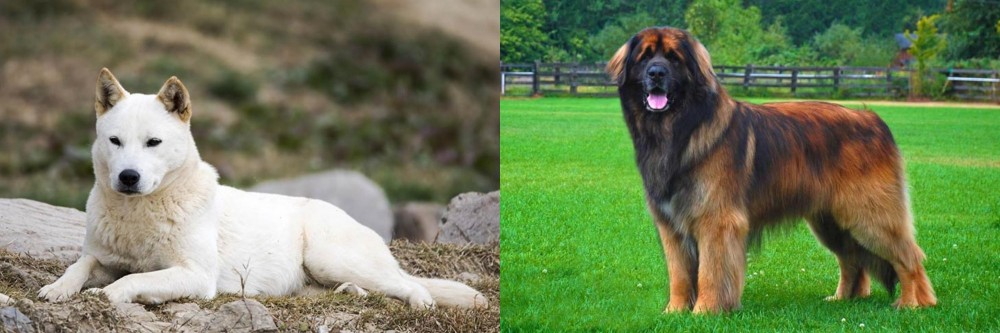 Leonberger vs Jindo - Breed Comparison