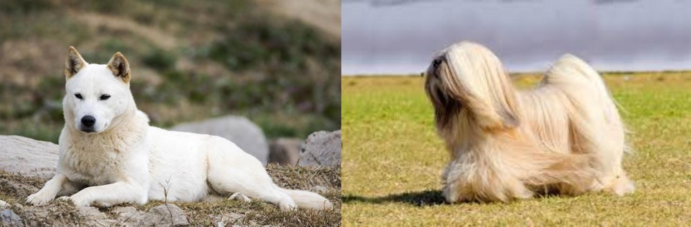 Lhasa Apso vs Jindo - Breed Comparison