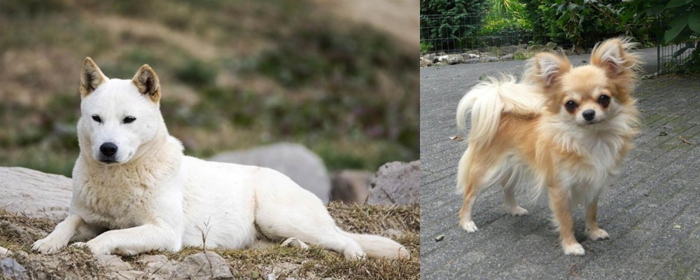 Long Haired Chihuahua vs Jindo - Breed Comparison