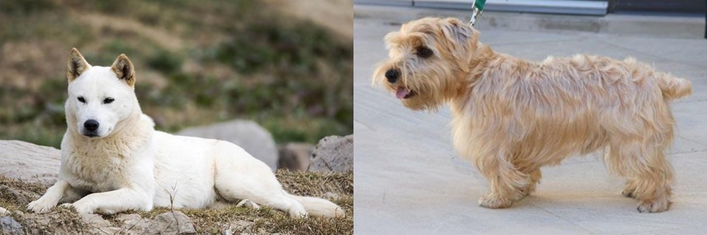 Lucas Terrier vs Jindo - Breed Comparison