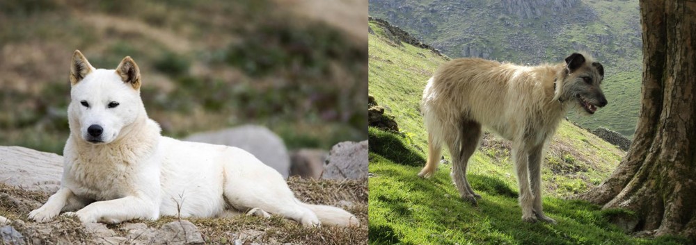 Lurcher vs Jindo - Breed Comparison