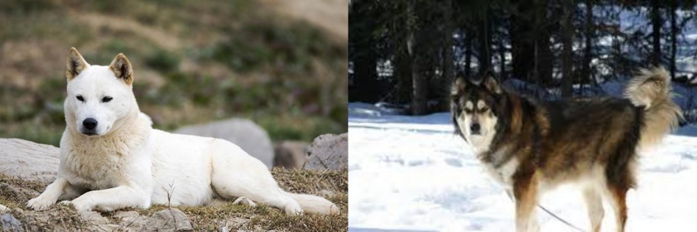 Mackenzie River Husky vs Jindo - Breed Comparison