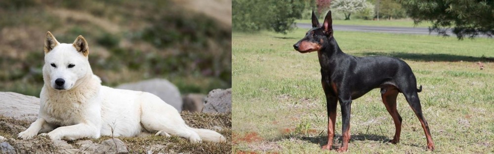 Manchester Terrier vs Jindo - Breed Comparison