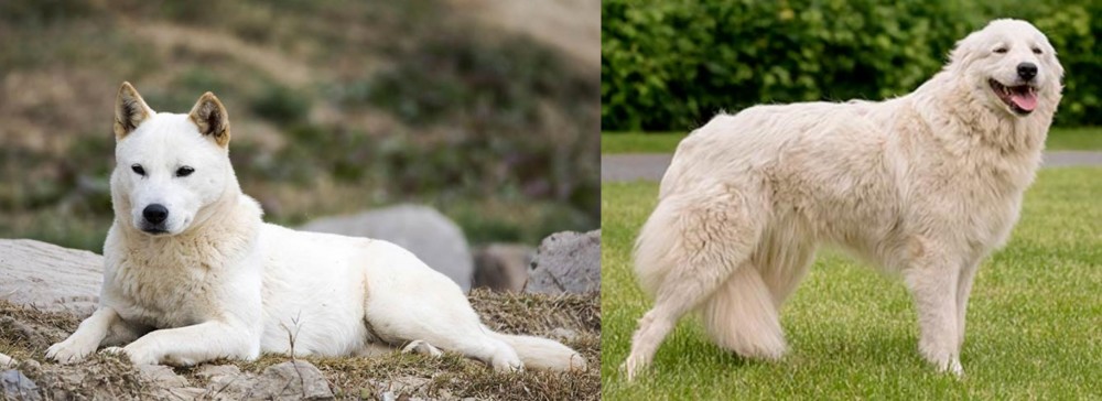 Maremma Sheepdog vs Jindo - Breed Comparison