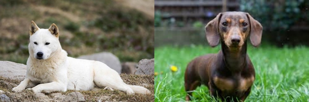 Miniature Dachshund vs Jindo - Breed Comparison