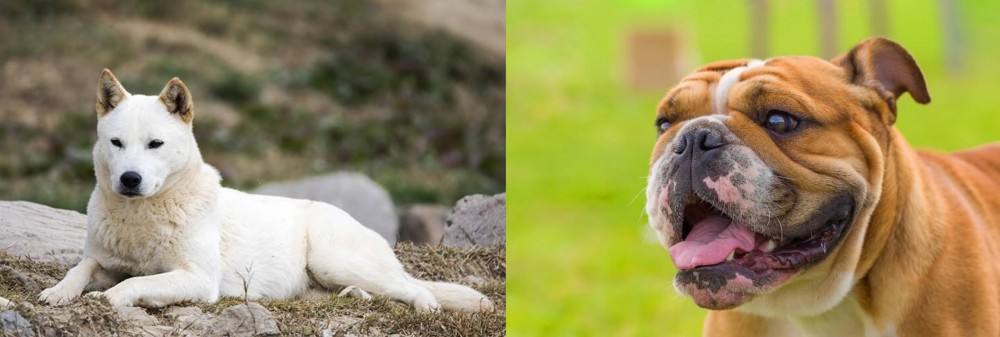 Miniature English Bulldog vs Jindo - Breed Comparison