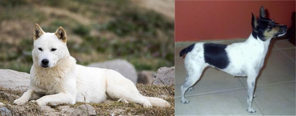 Miniature Fox Terrier vs Jindo - Breed Comparison