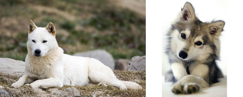 Miniature Siberian Husky vs Jindo - Breed Comparison