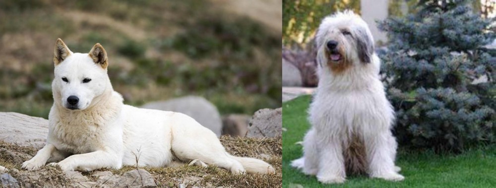 Mioritic Sheepdog vs Jindo - Breed Comparison