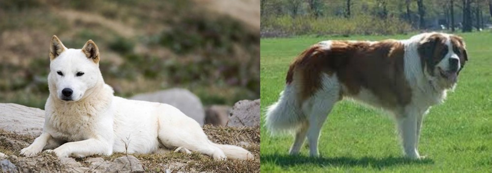Moscow Watchdog vs Jindo - Breed Comparison