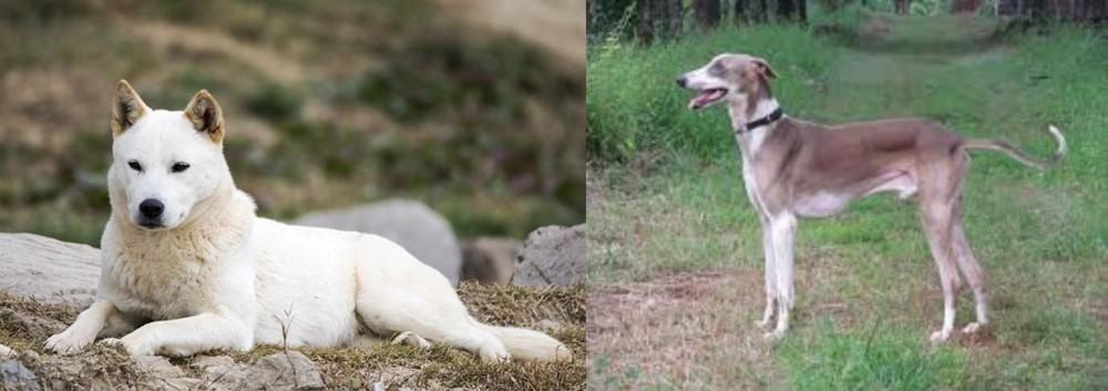 Mudhol Hound vs Jindo - Breed Comparison