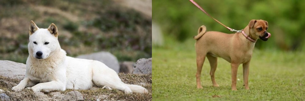 Muggin vs Jindo - Breed Comparison