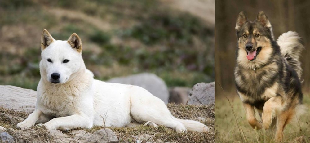 Native American Indian Dog vs Jindo - Breed Comparison