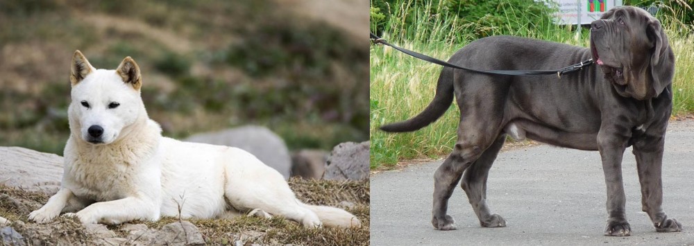 Neapolitan Mastiff vs Jindo - Breed Comparison