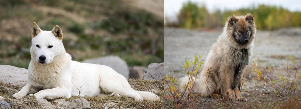 Nenets Herding Laika vs Jindo - Breed Comparison