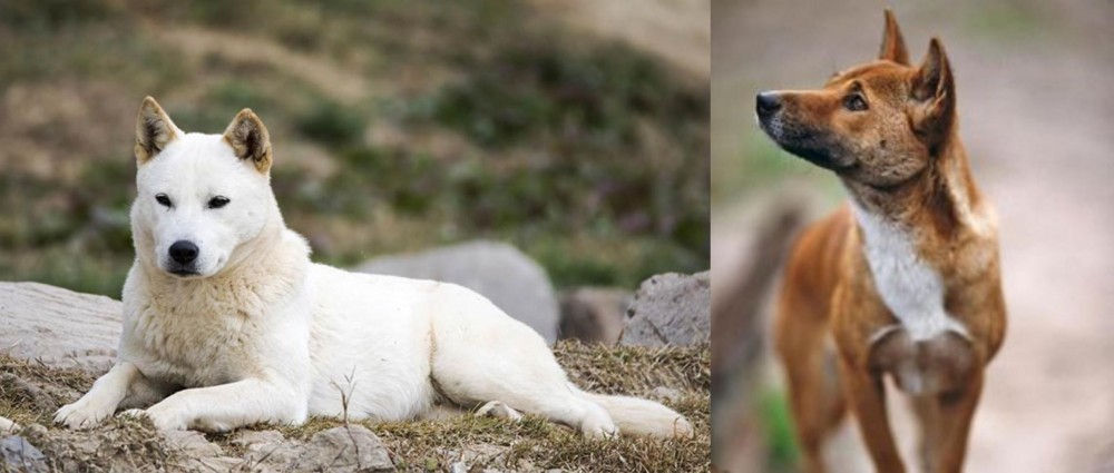 New Guinea Singing Dog vs Jindo - Breed Comparison