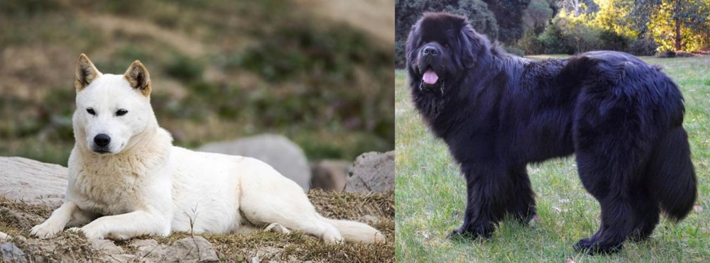 Newfoundland Dog vs Jindo - Breed Comparison