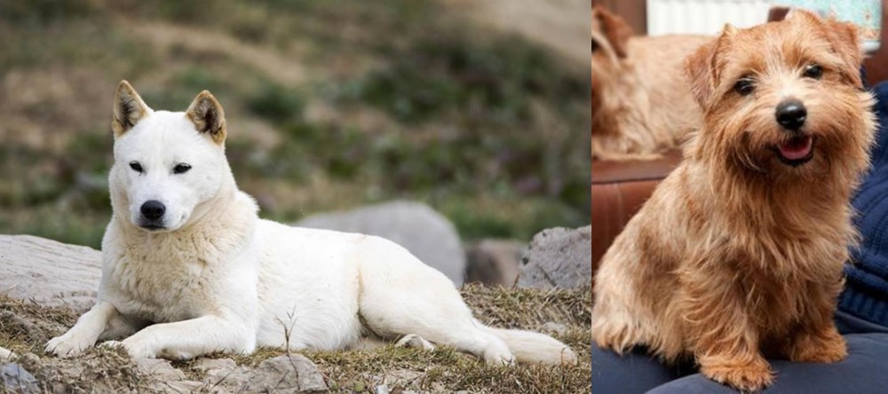 Norfolk Terrier vs Jindo - Breed Comparison