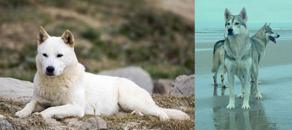 Northern Inuit Dog vs Jindo - Breed Comparison