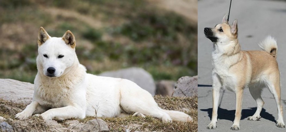 Norwegian Buhund vs Jindo - Breed Comparison