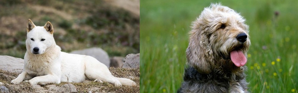 Otterhound vs Jindo - Breed Comparison