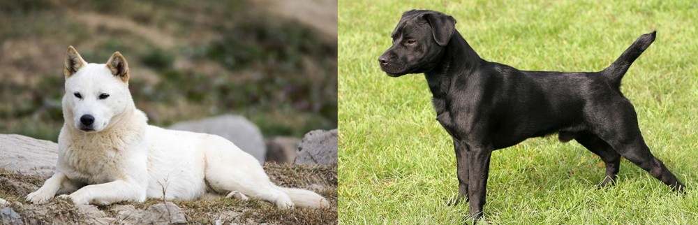 Patterdale Terrier vs Jindo - Breed Comparison