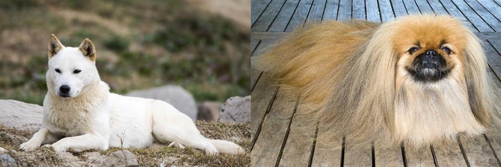 Pekingese vs Jindo - Breed Comparison