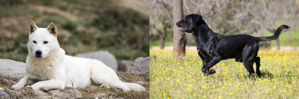 Perro de Pastor Mallorquin vs Jindo - Breed Comparison