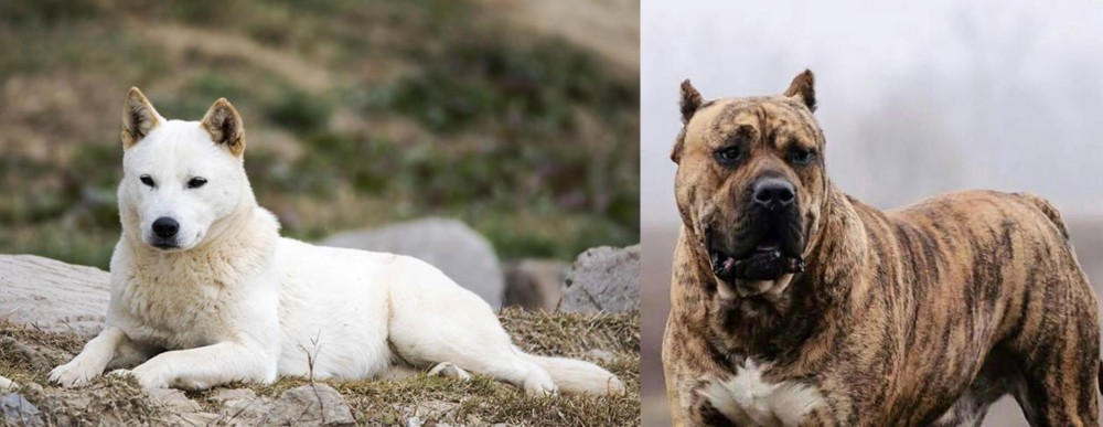 Perro de Presa Canario vs Jindo - Breed Comparison