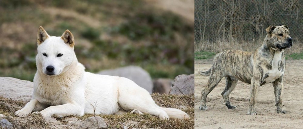 Perro de Presa Mallorquin vs Jindo - Breed Comparison