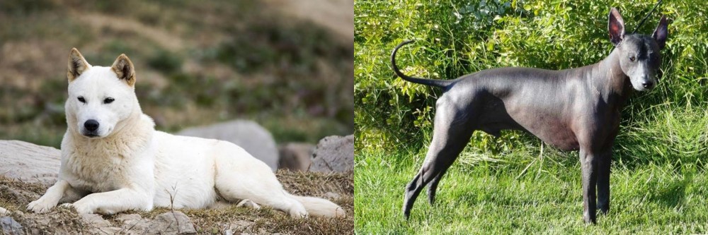 Peruvian Hairless vs Jindo - Breed Comparison
