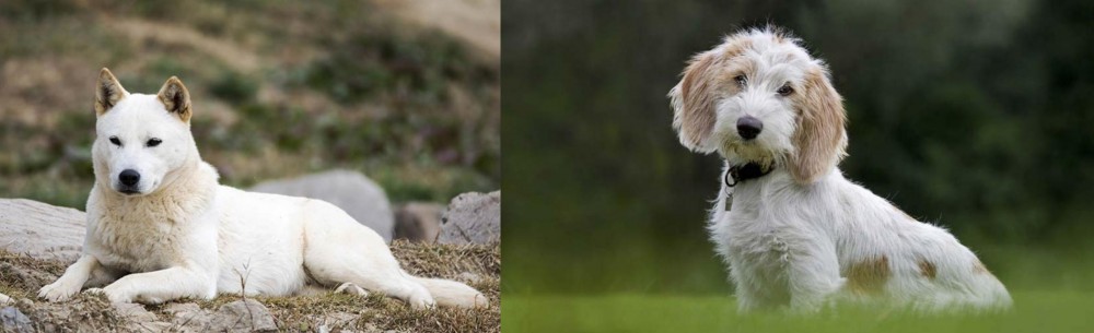 Petit Basset Griffon Vendeen vs Jindo - Breed Comparison