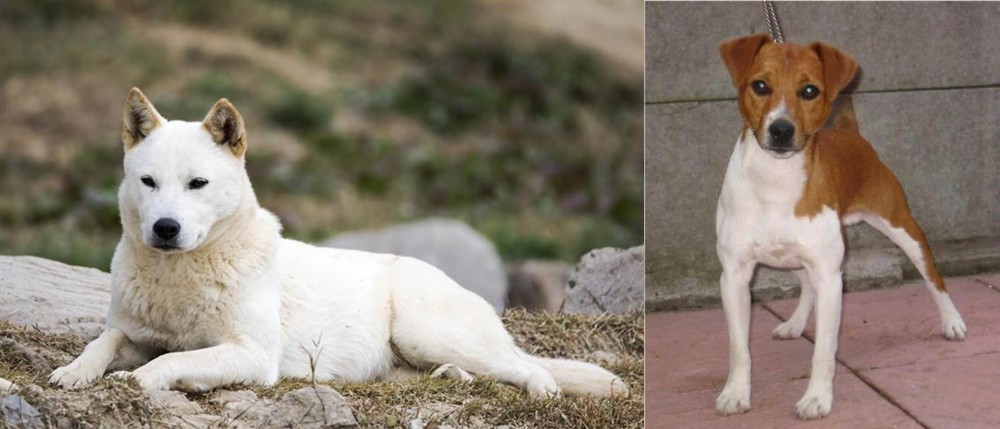 Plummer Terrier vs Jindo - Breed Comparison